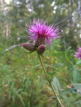 Plancia ëd Serratula coronata L.