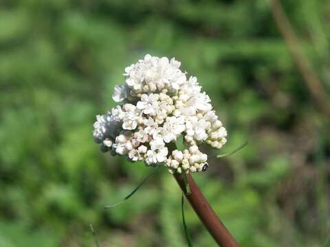 Image of Valeriana dioscoridis Sibth. & Sm.