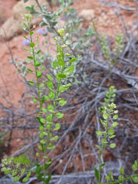 Image of Virginia pepperweed