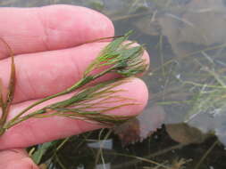 Image of Ranunculus kauffmanii P. Clerc