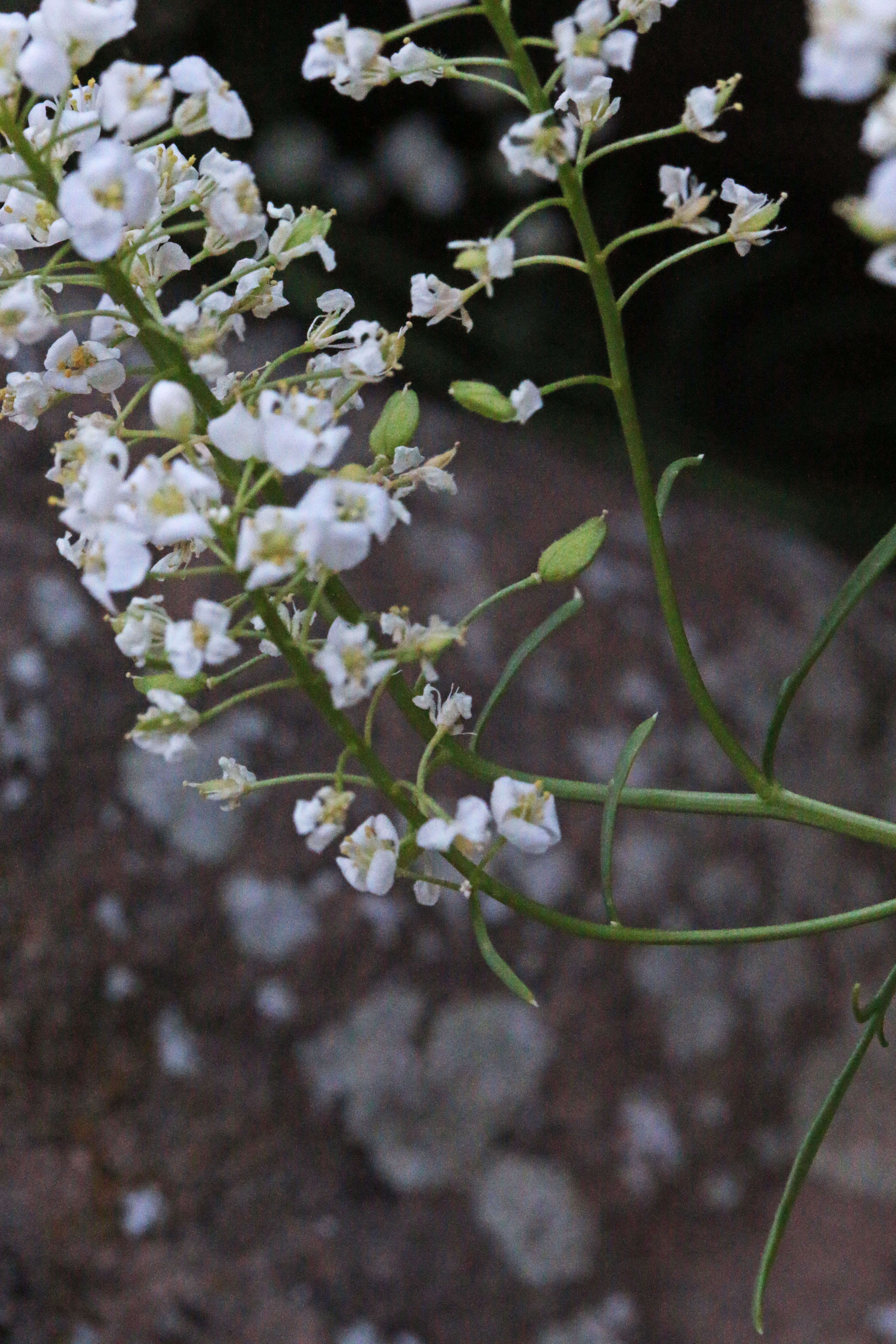 Sivun Lepidium montanum Nutt. kuva