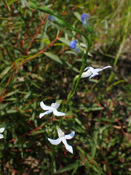 Image of Lobelia dentata Cav.