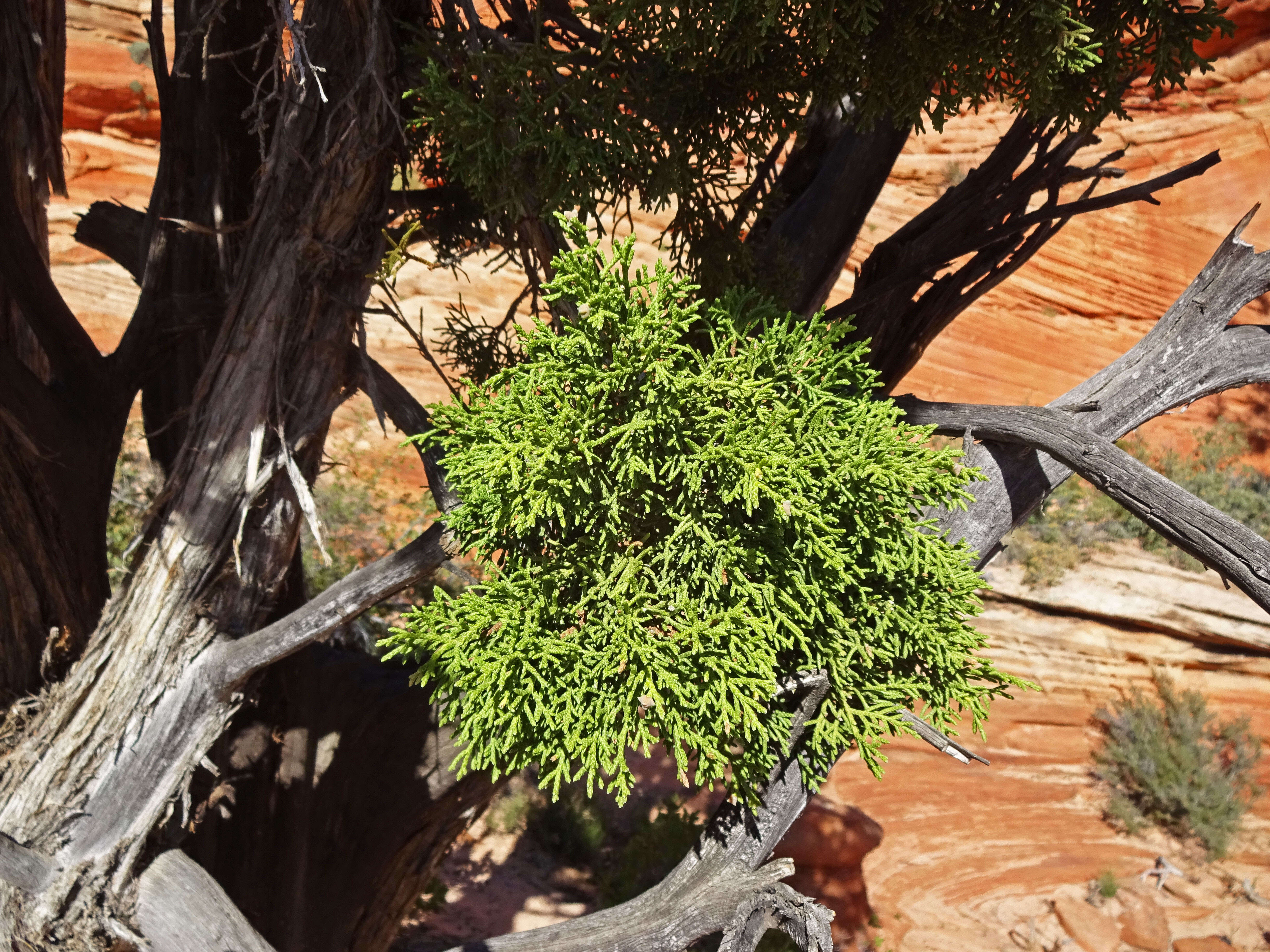 Image of Bigberry Juniper