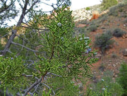 Image of Bigberry Juniper