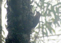 Image of Buff-browed Foliage-gleaner