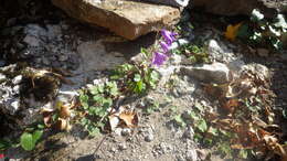 Campanula raddeana Trautv. resmi