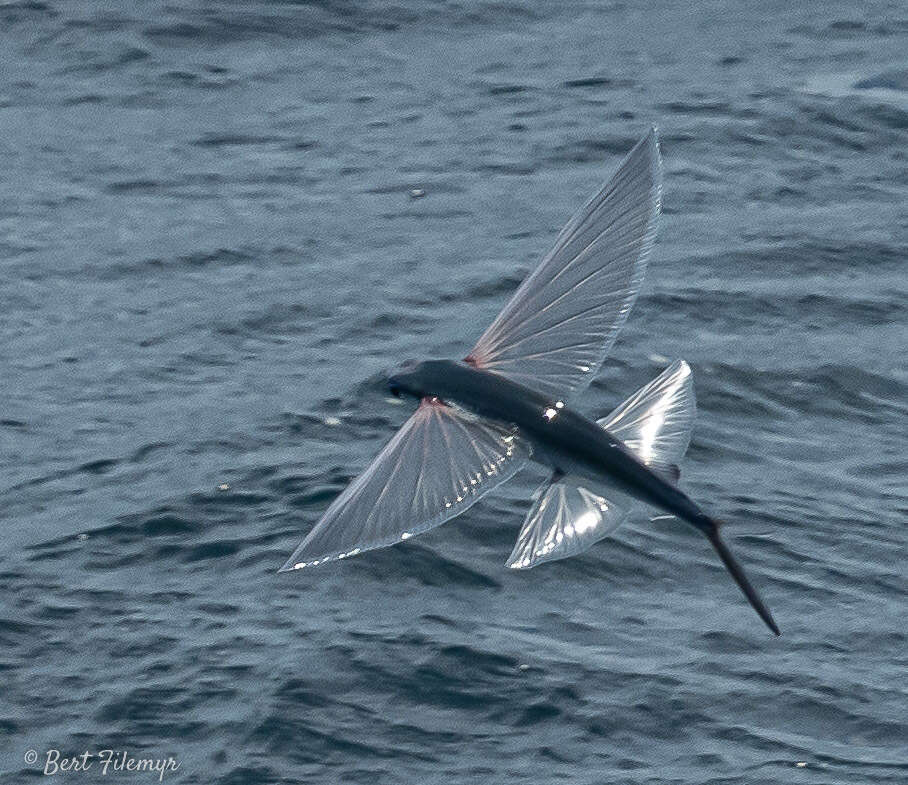 Plancia ëd Cheilopogon pinnatibarbatus (Bennett 1831)