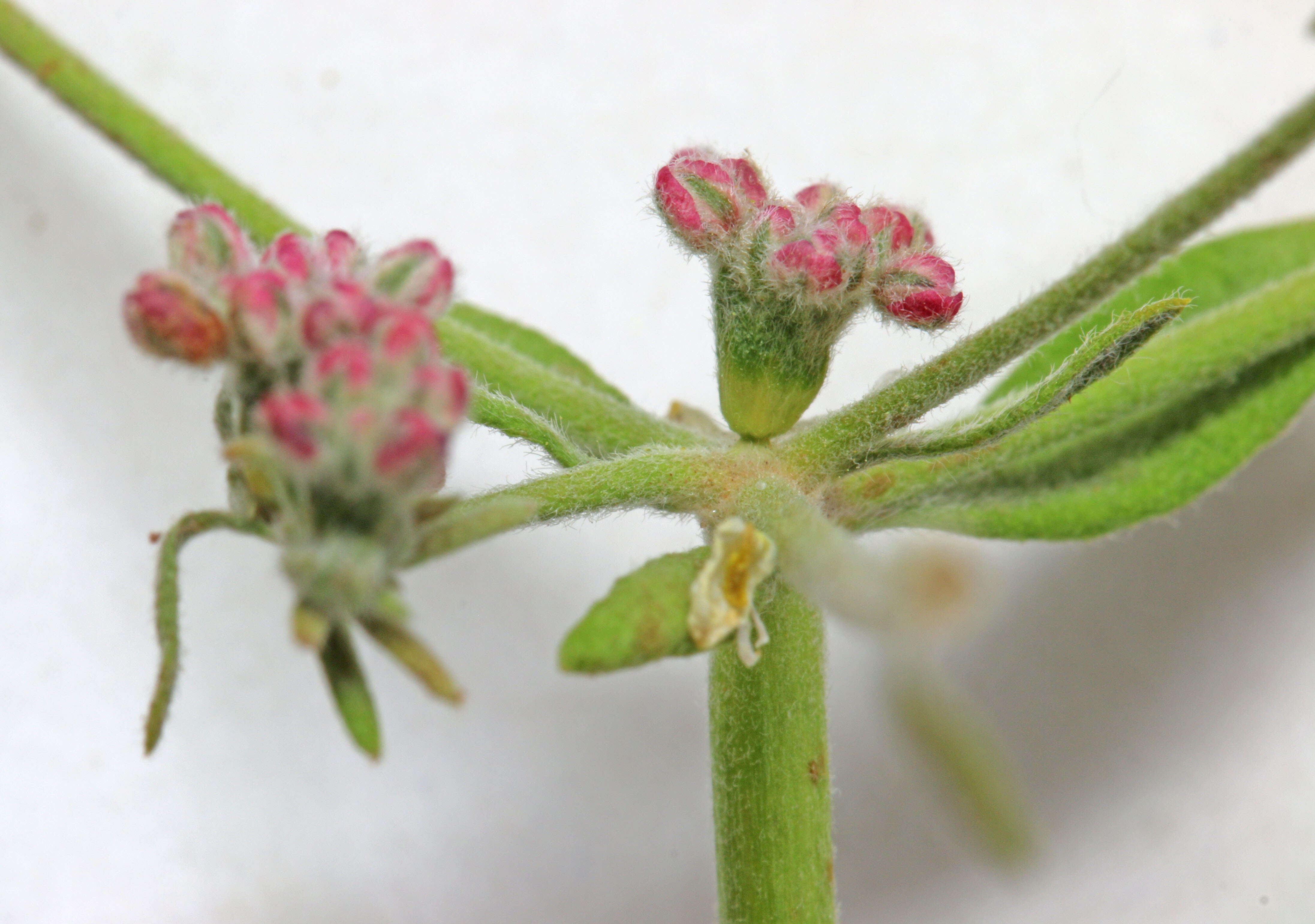 Imagem de Eriogonum fasciculatum Benth.