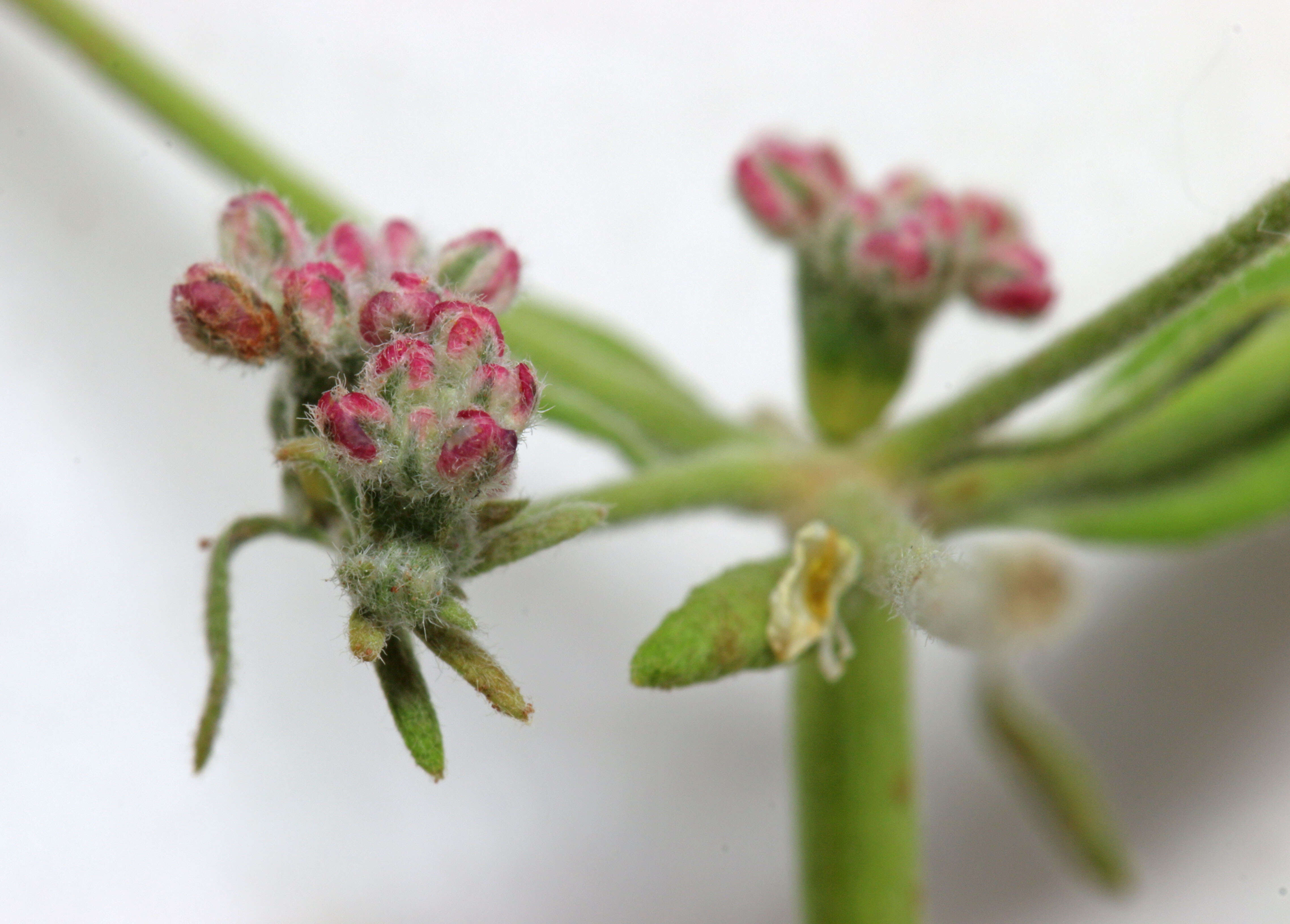 Imagem de Eriogonum fasciculatum Benth.