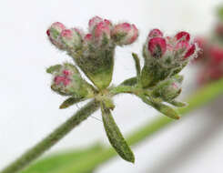 Imagem de Eriogonum fasciculatum Benth.