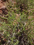 Imagem de Eriogonum fasciculatum Benth.