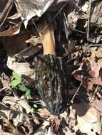 Image of Morchella angusticeps Peck 1887