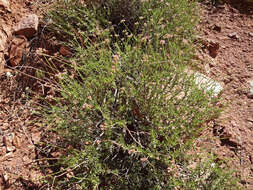Imagem de Eriogonum fasciculatum Benth.