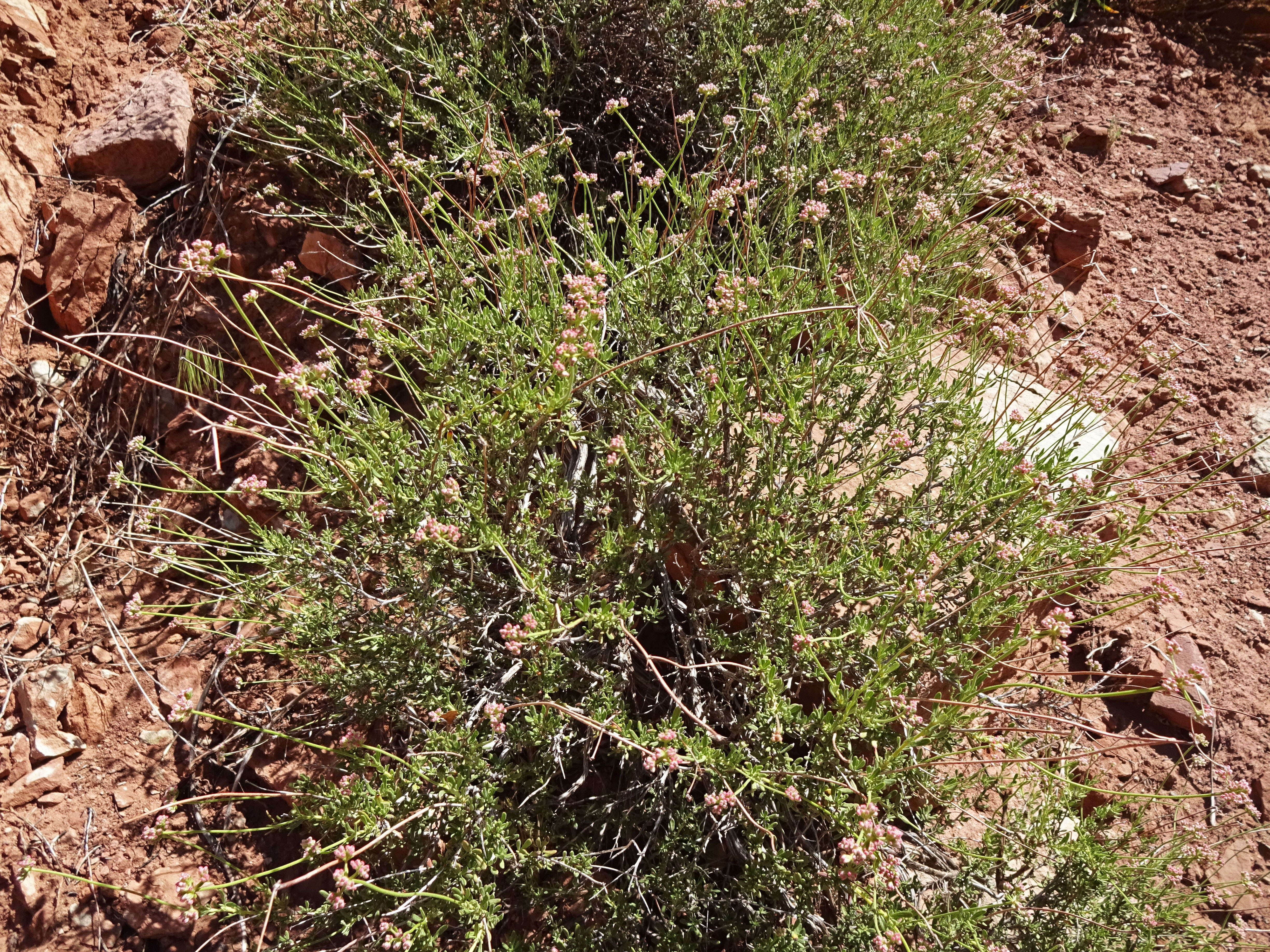 Imagem de Eriogonum fasciculatum Benth.