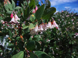 Image of mountain snowberry