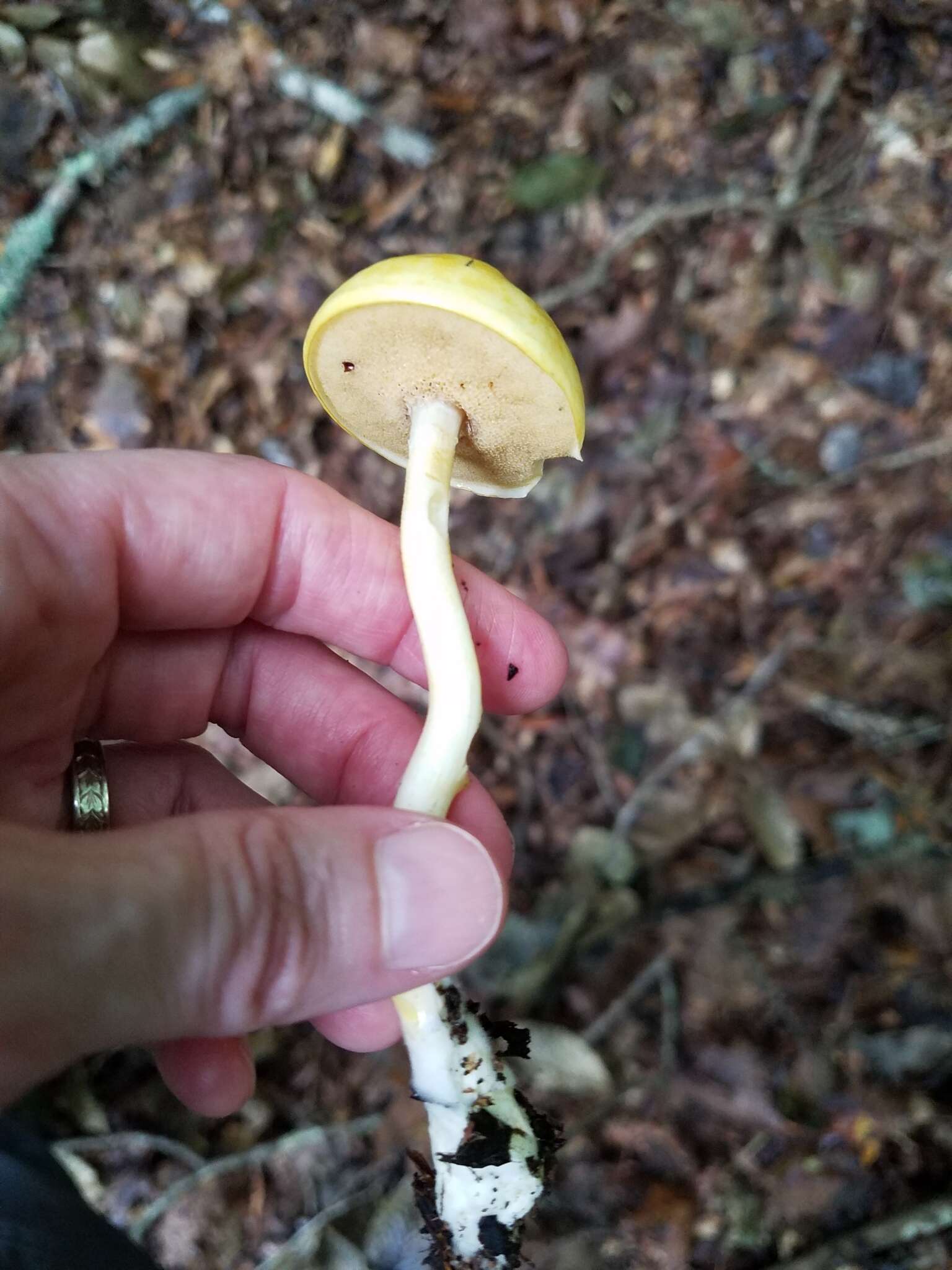 Image of Pulveroboletus curtisii (Berk.) Singer 1947