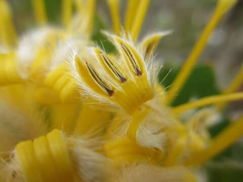 Image of Leucospermum conocarpodendron subsp. viridum Rourke