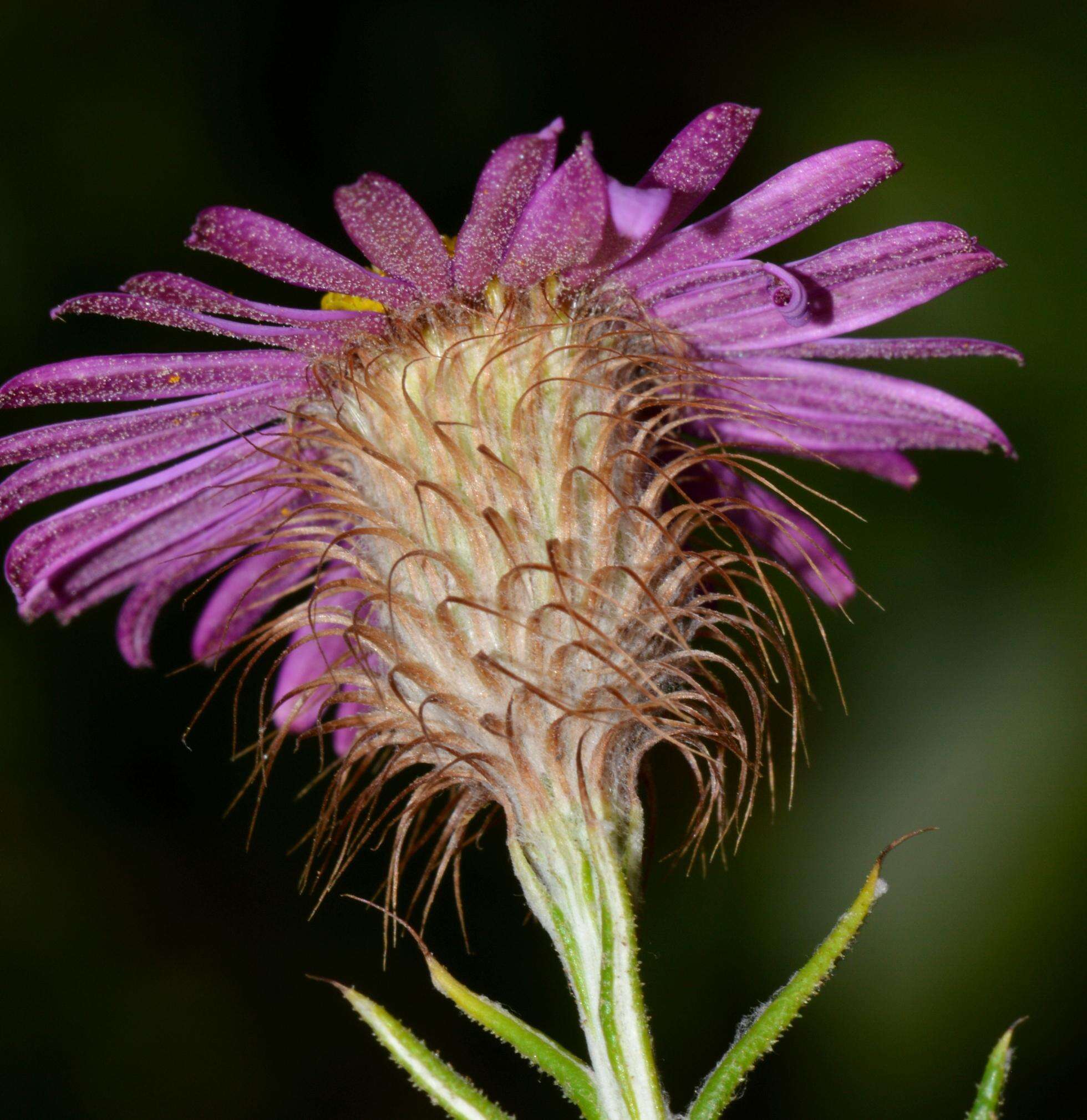 Athrixia capensis Ker-Gawl. resmi