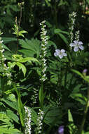 Image of Tall white bog orchid