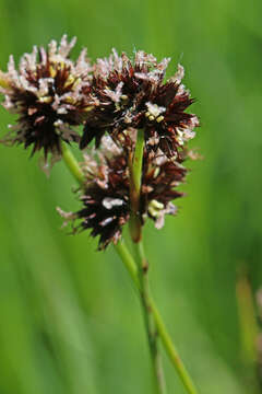 Imagem de Juncus saximontanus A. Nelson