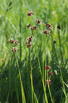 Imagem de Juncus saximontanus A. Nelson