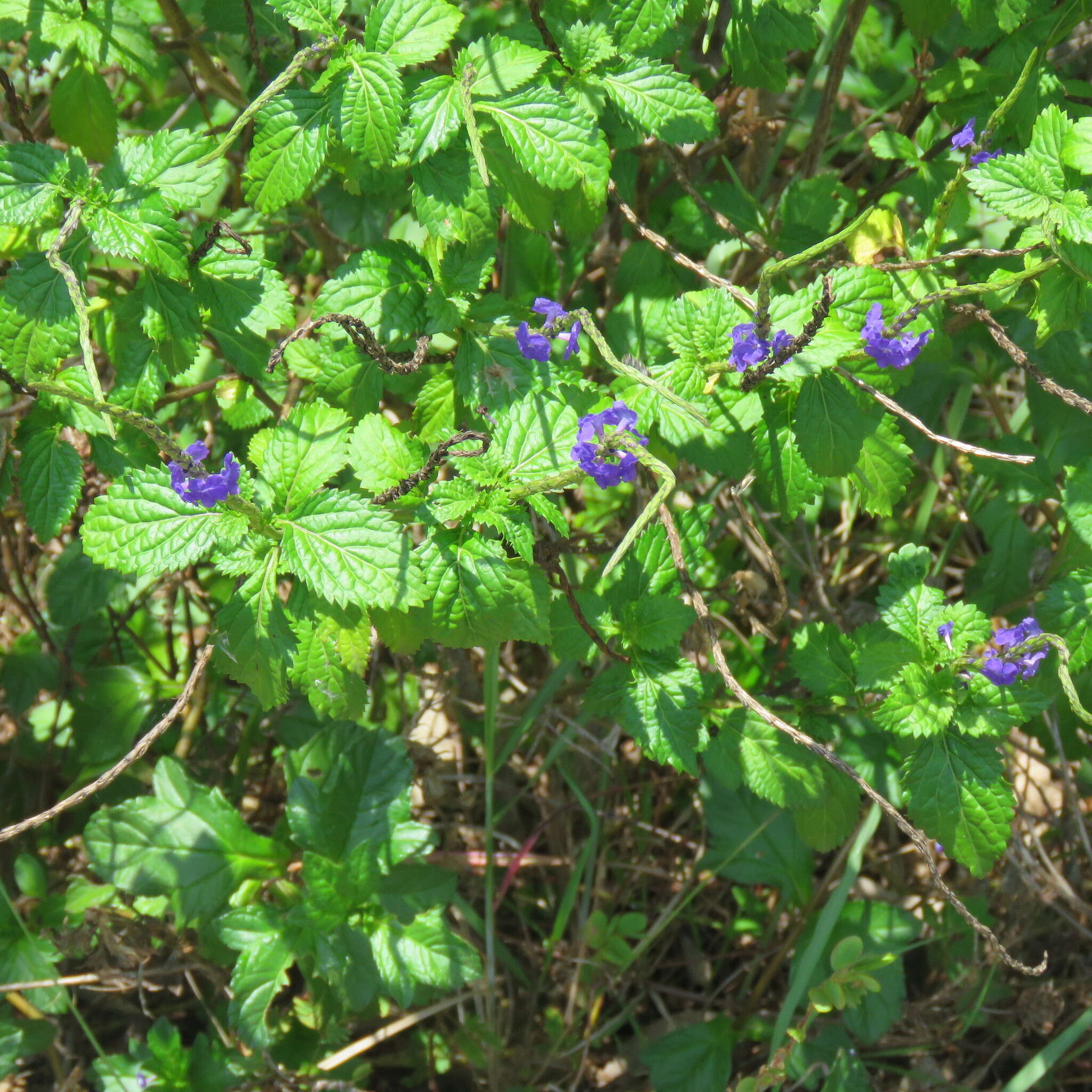 Image of cayenne porterweed