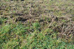 Image of creeping bentgrass