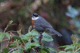 Image of Chestnut-breasted Mountain Finch