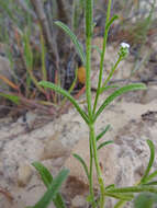 Image of wingnut cryptantha