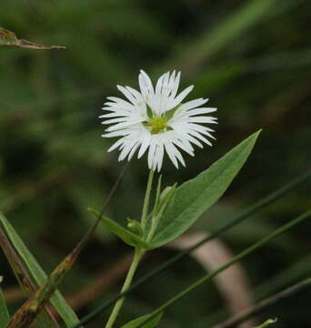 Image of Stellaria radians L.