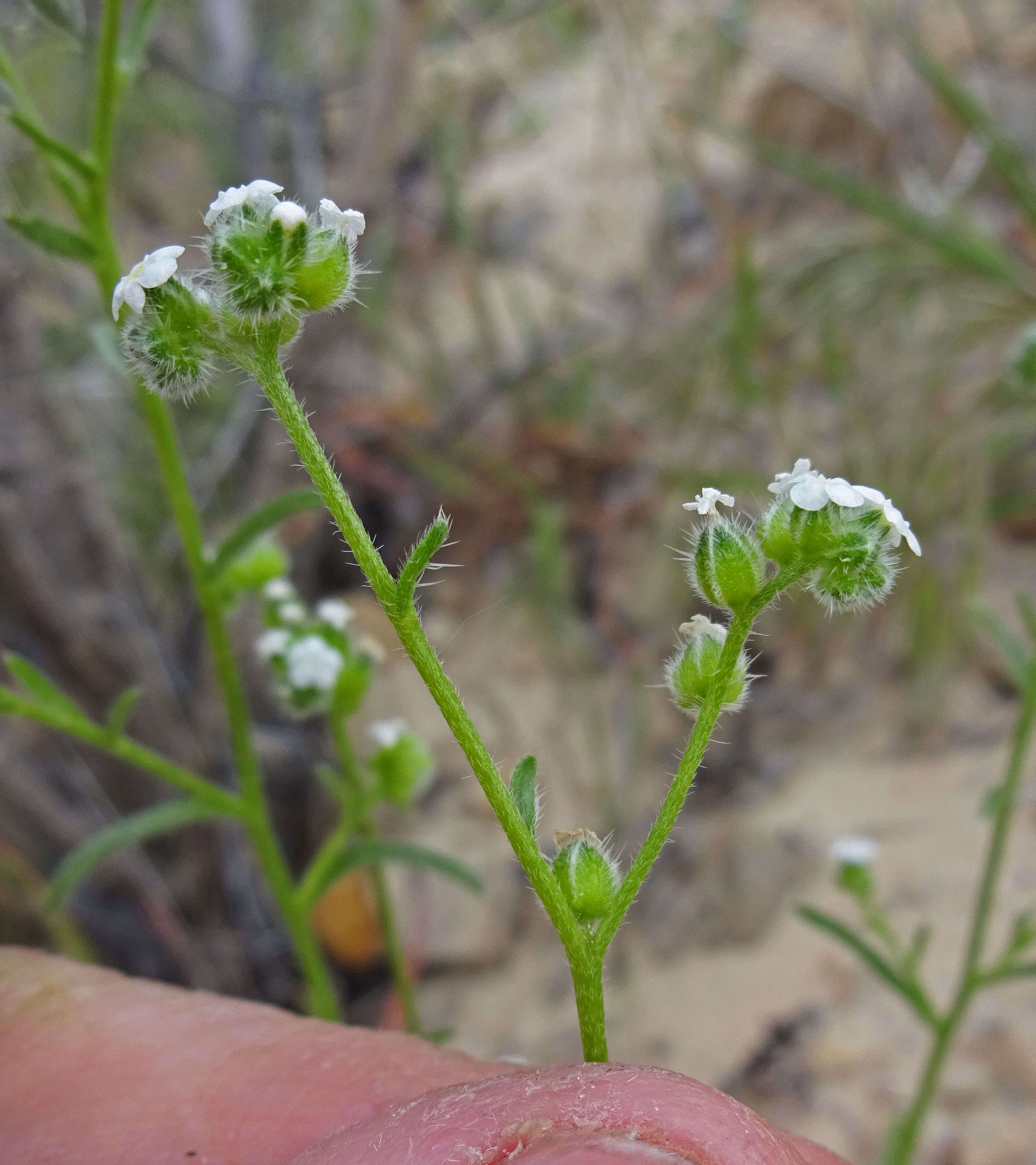 Image of wingnut cryptantha