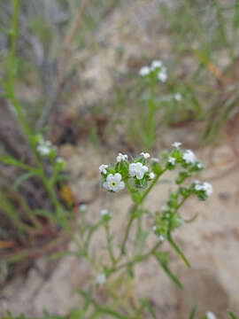 صورة Cryptantha pterocarya (Torr.) Greene