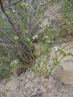 Image of wingnut cryptantha