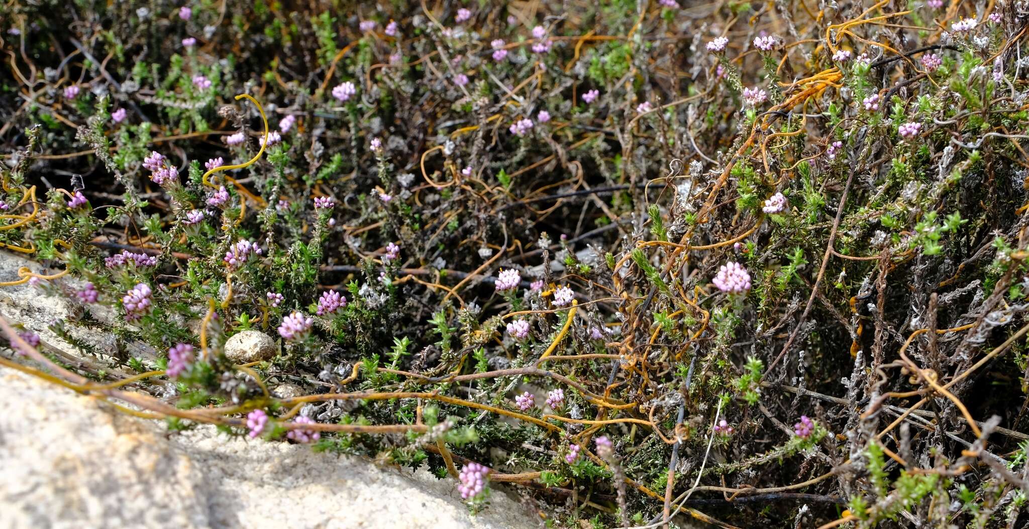 Image of Metalasia rogersii S. Moore