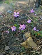 Atocion armeria var. lituanicum (Zapal.) Niketic & Stevan. resmi