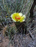 Image of Panhandle Prickly-pear