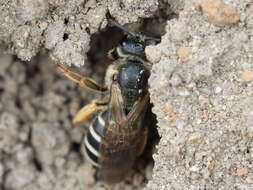 Image of Orange-legged furrow bee