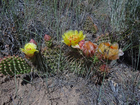 Image of Panhandle Prickly-pear