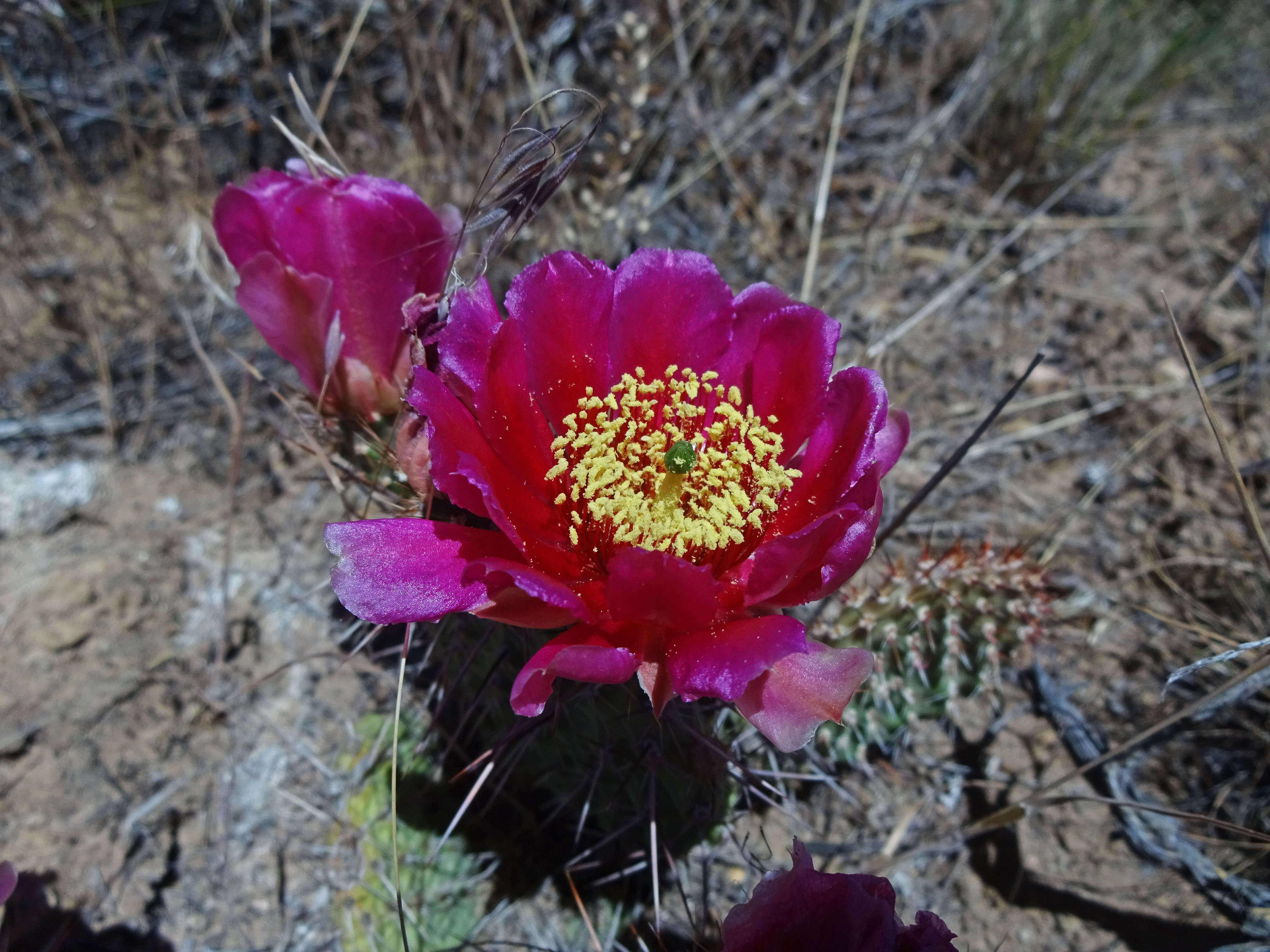 Image of Panhandle Prickly-pear