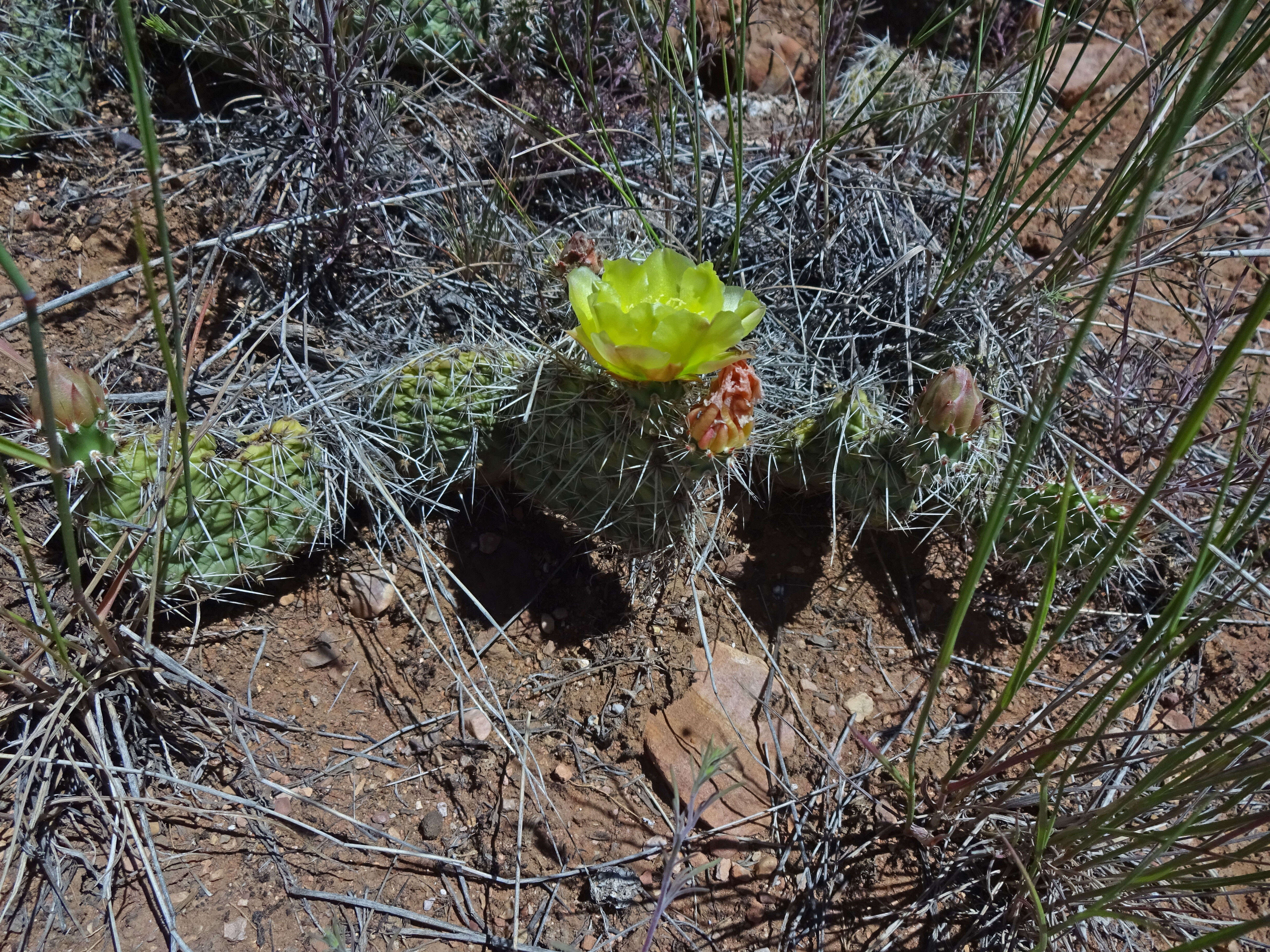 Image of Panhandle Prickly-pear