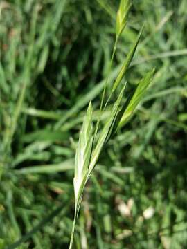 Imagem de Bromus catharticus var. catharticus