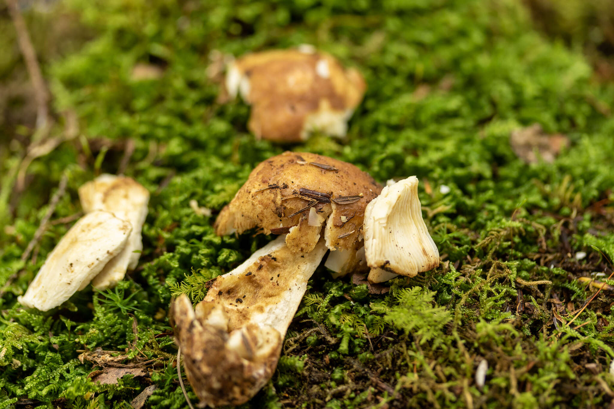 Sivun Russula granulata Peck 1901 kuva