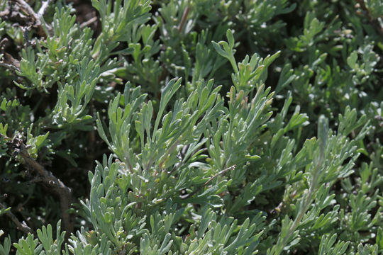 Image of low sagebrush