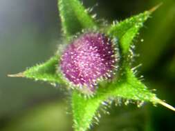 Image of hedge nettle