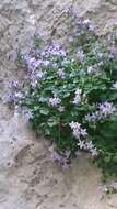 Image of Campanula fenestrellata subsp. fenestrellata