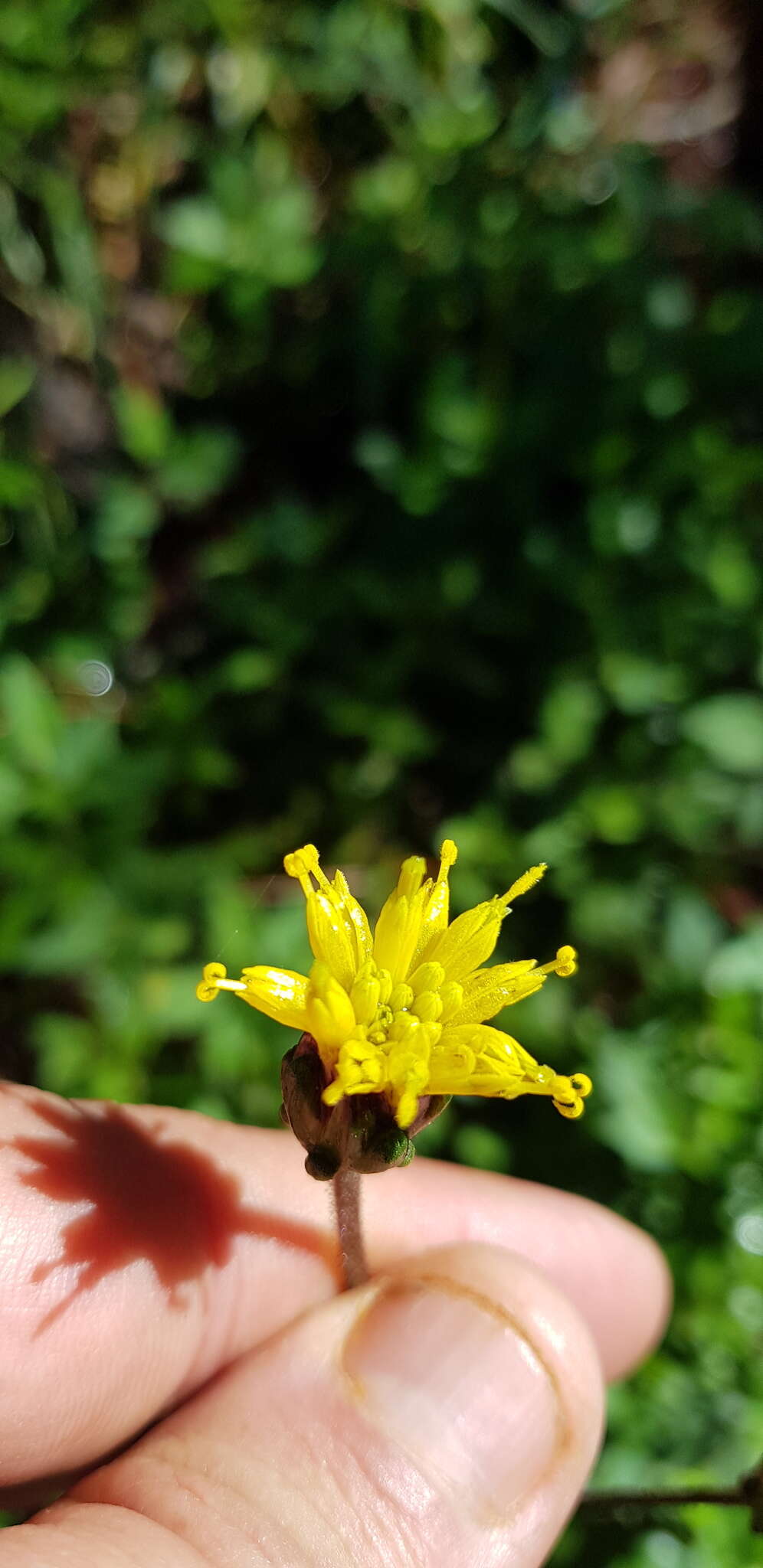 Sivun Tridax brachylepis Hemsl. kuva