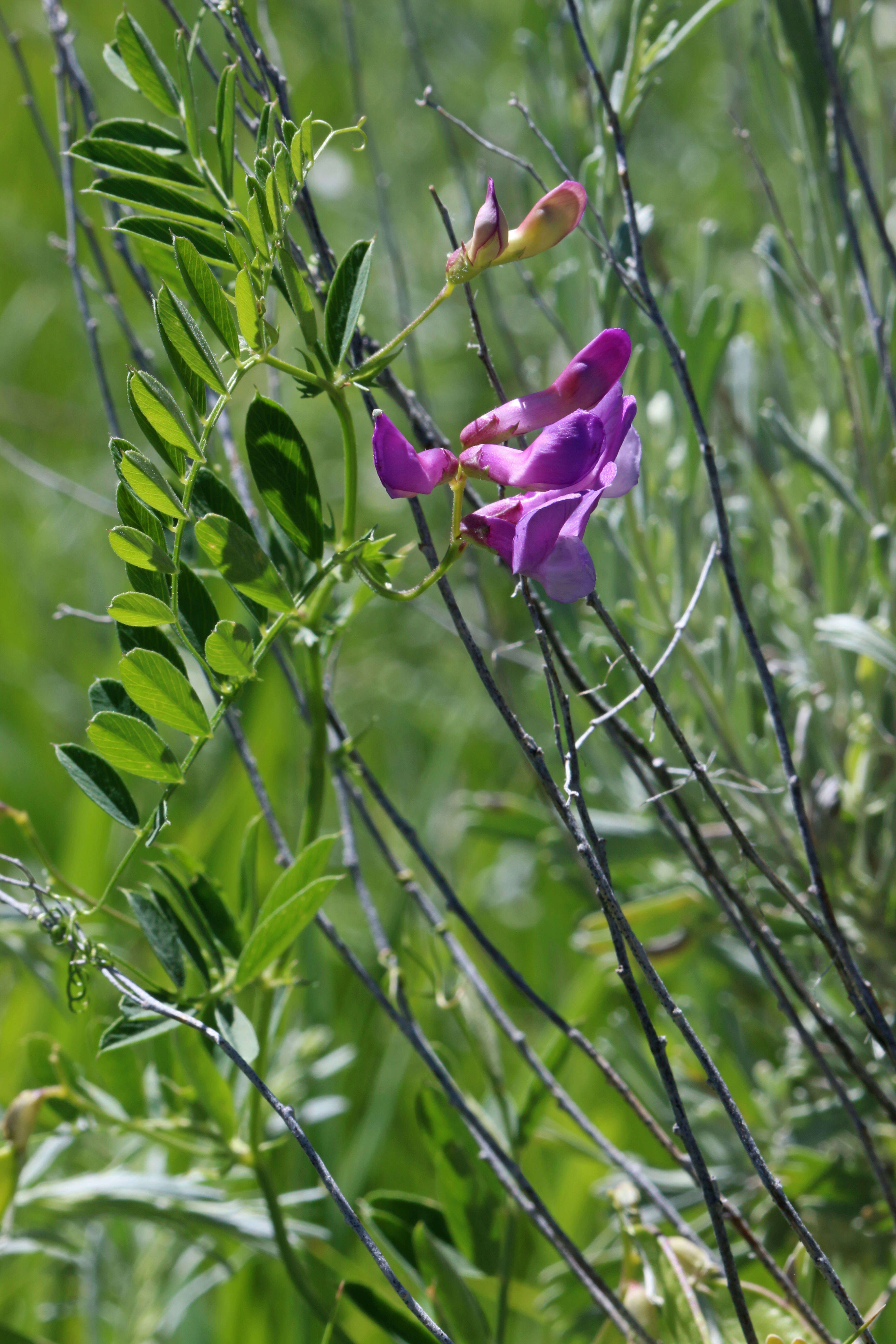 Image of American vetch