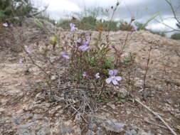 Image de Chaenorhinum grandiflorum (Cosson) Willk.