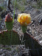 Image of Panhandle Prickly-pear