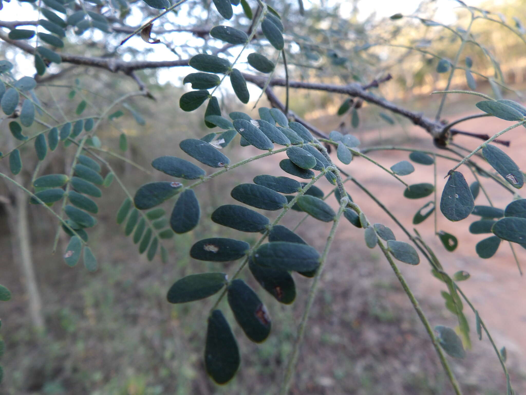 Image of Chloroleucon mangense var. mangense